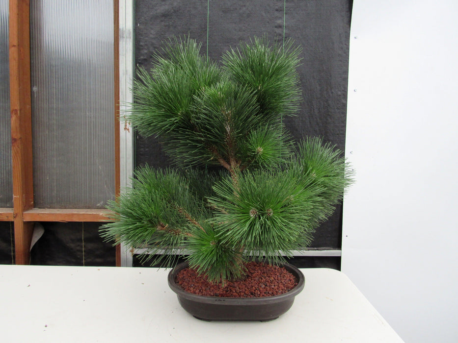 black pine bonsai tree for sale 44 Year Old Japanese Black Pine Specimen Bonsai Tree