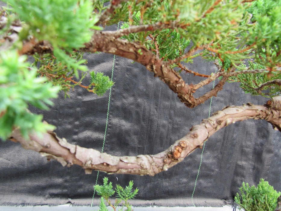 44 Year Old Juniper "S" Specimen Bonsai Tree Branches