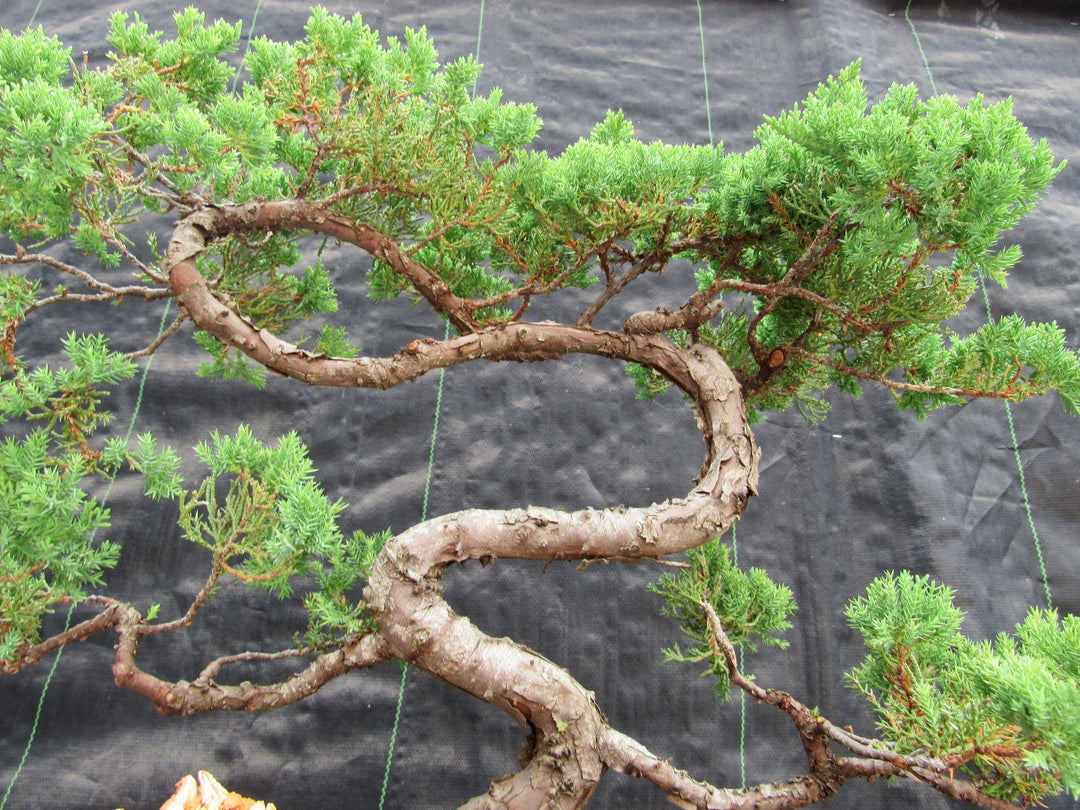 44 Year Old Juniper "S" Specimen Bonsai Tree Up