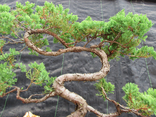 44 Year Old Juniper 