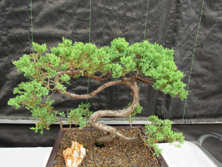 44 Year Old Juniper "S" Specimen Bonsai Tree Alt