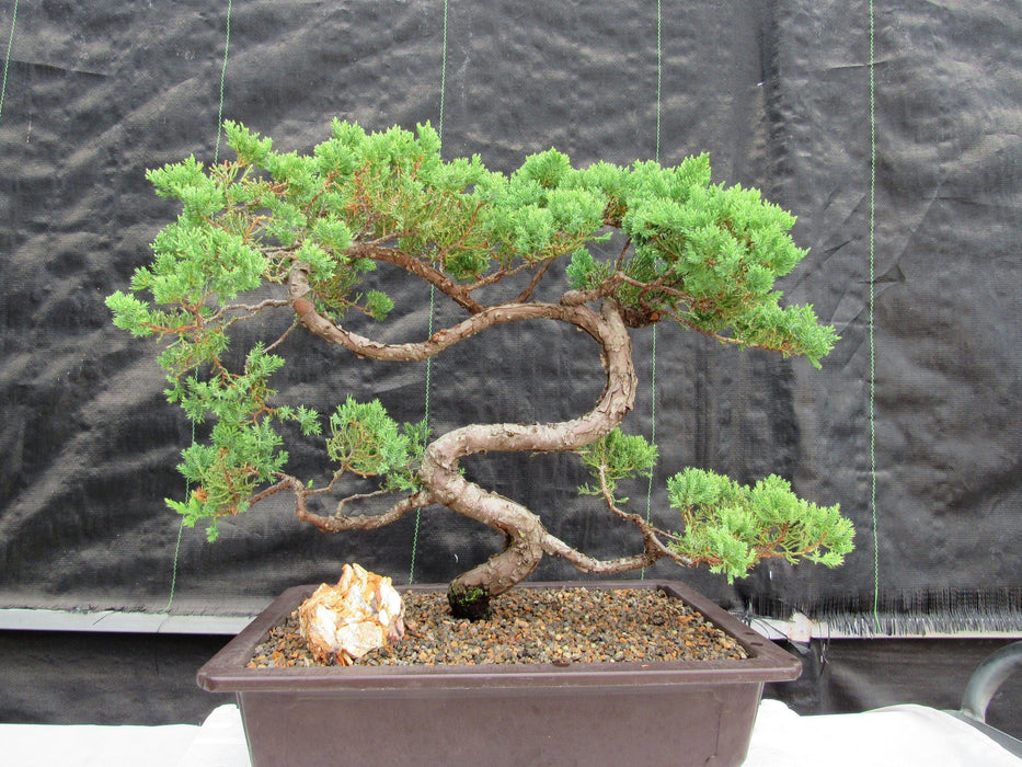 44 Year Old Juniper "S" Specimen Bonsai Tree Straight On