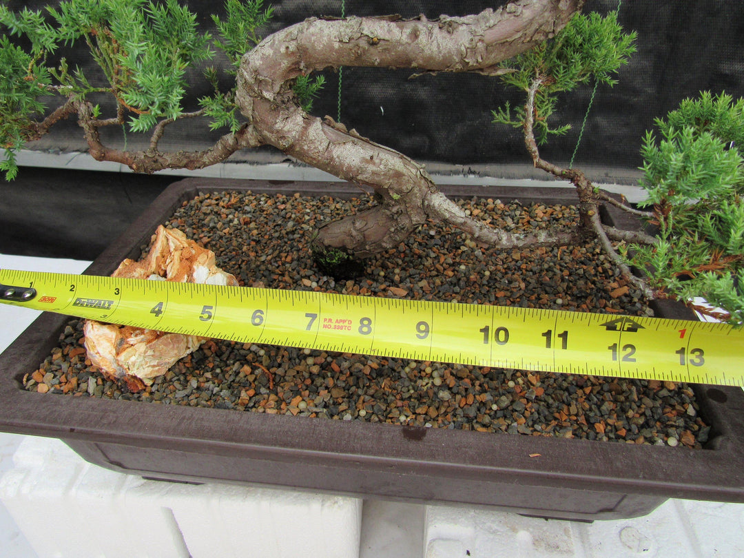 44 Year Old Juniper "S" Specimen Bonsai Tree Size
