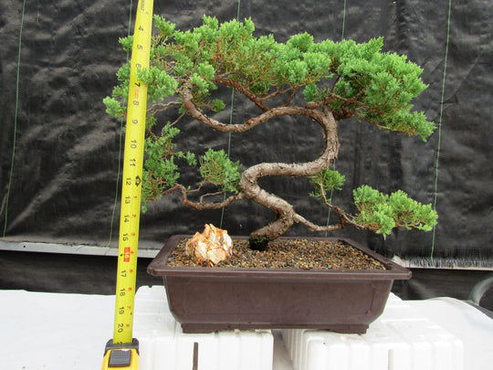 very old bonsai trees for sale 44 Year Old Juniper "S" Specimen Bonsai Tree