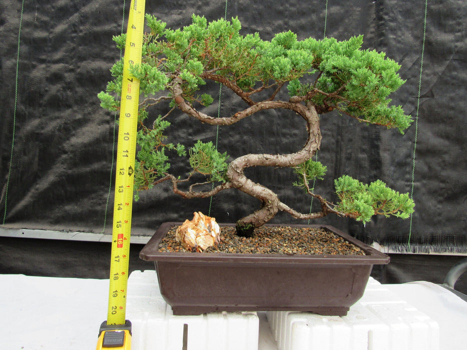 44 Year Old Juniper "S" Specimen Bonsai Tree Height