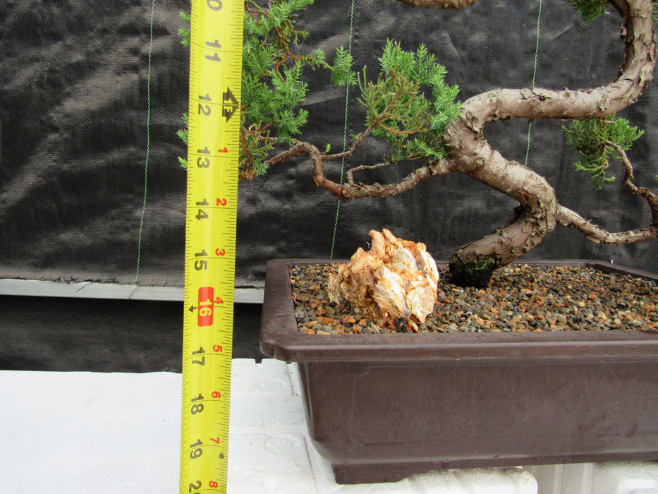44 Year Old Juniper "S" Specimen Bonsai Tree Tall