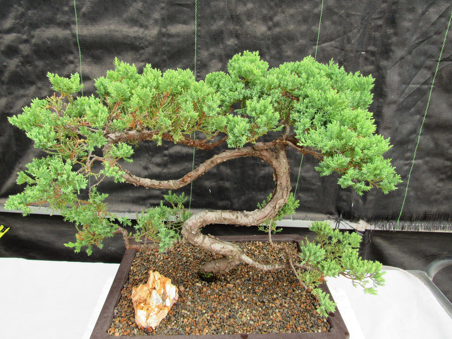 44 Year Old Juniper "S" Specimen Bonsai Tree Profile