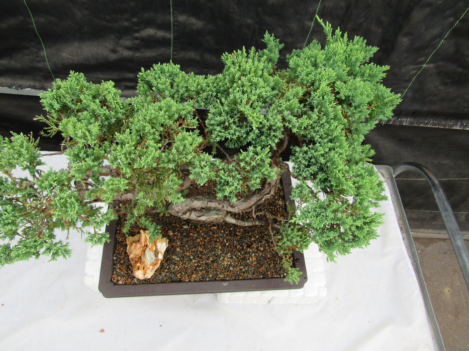44 Year Old Juniper "S" Specimen Bonsai Tree Top