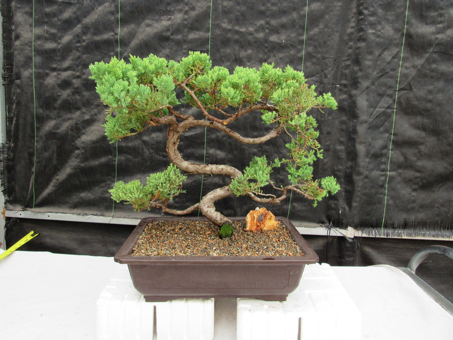 44 Year Old Juniper "S" Specimen Bonsai Tree Back