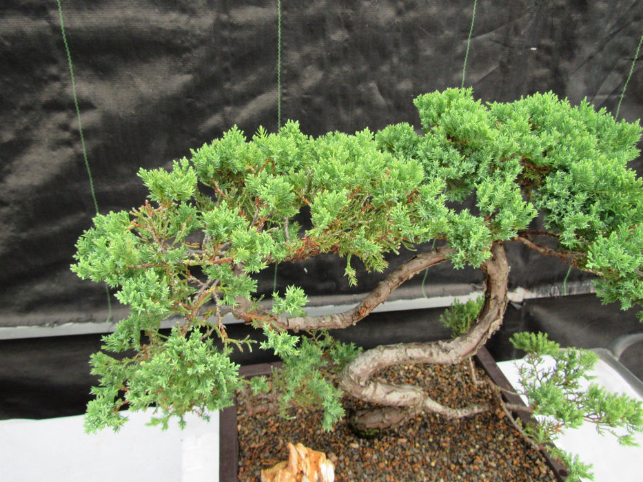 44 Year Old Juniper "S" Specimen Bonsai Tree Canopy