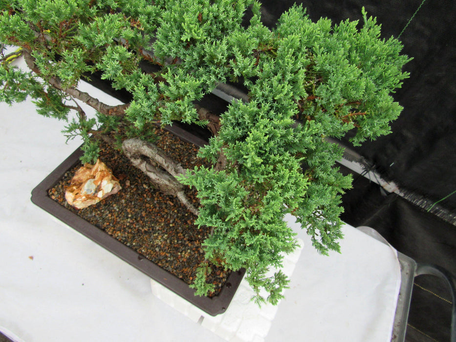 44 Year Old Juniper "S" Specimen Bonsai Tree Foliage