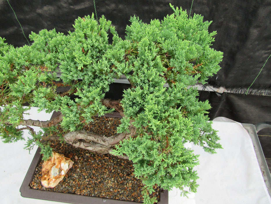 44 Year Old Juniper "S" Specimen Bonsai Tree Top Down