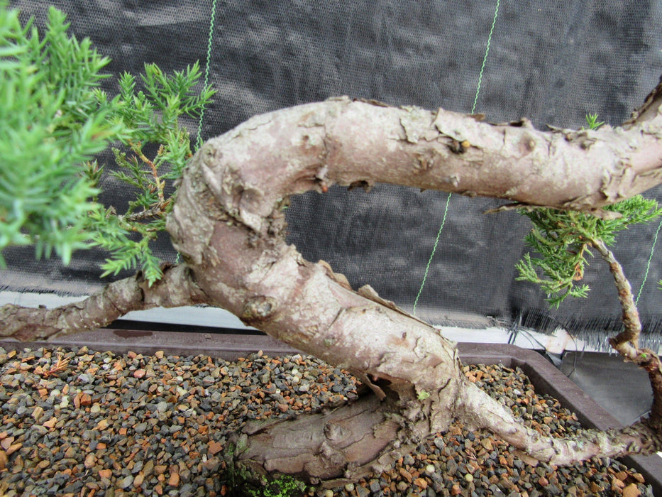 44 Year Old Juniper "S" Specimen Bonsai Tree S Trunk