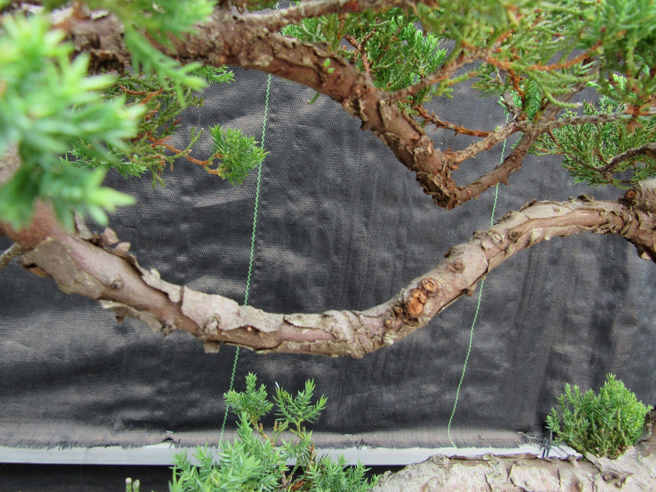44 Year Old Juniper "S" Specimen Bonsai Tree Bark