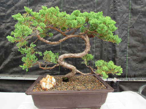 44 Year Old Juniper "S" Specimen Bonsai Tree
