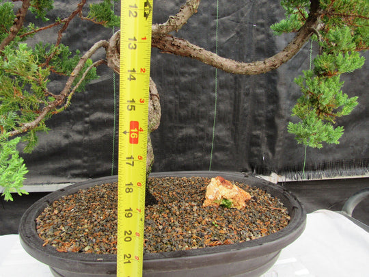 44 Year Old Wind Swept Juniper Specimen Bonsai Tree