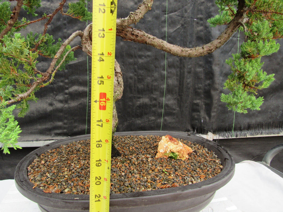 44 Year Old Wind Swept Juniper Specimen Bonsai Tree Tall