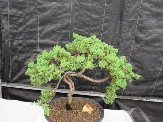live bonsai trees for sale 44 Year Old Wind Swept Juniper Specimen Bonsai Tree