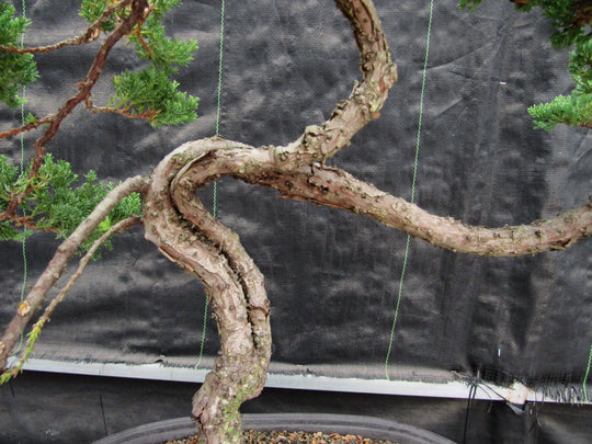 windswept bonsai tree 44 Year Old Wind Swept Juniper Specimen Bonsai Tree