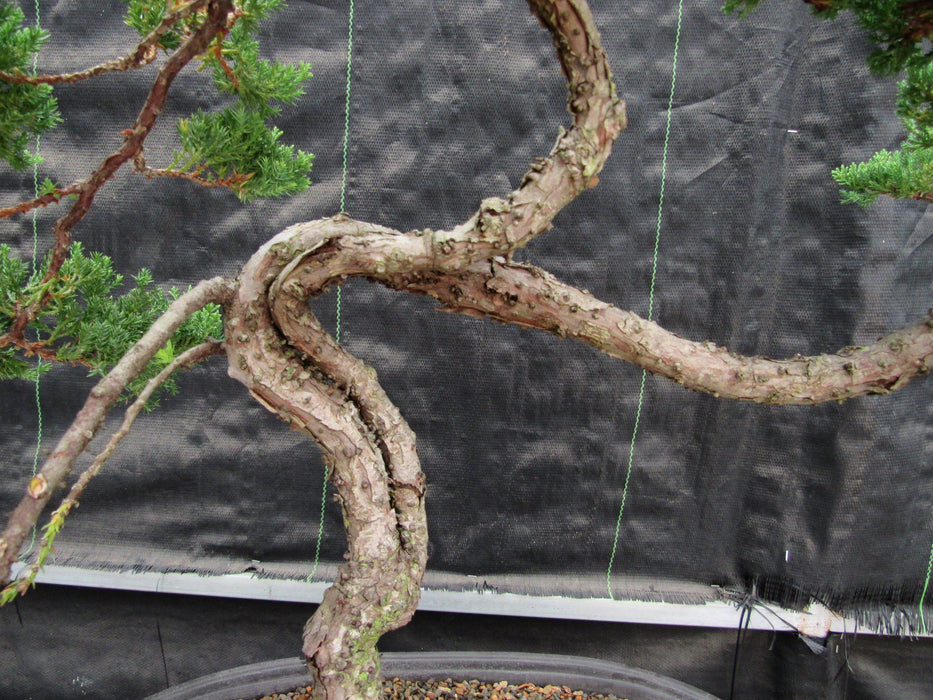 44 Year Old Wind Swept Juniper Specimen Bonsai Tree Fused Trunks