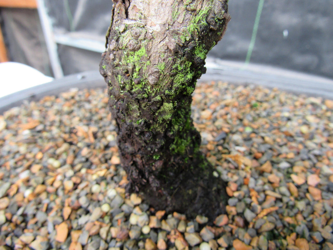 44 Year Old Wind Swept Juniper Specimen Bonsai Tree Bark