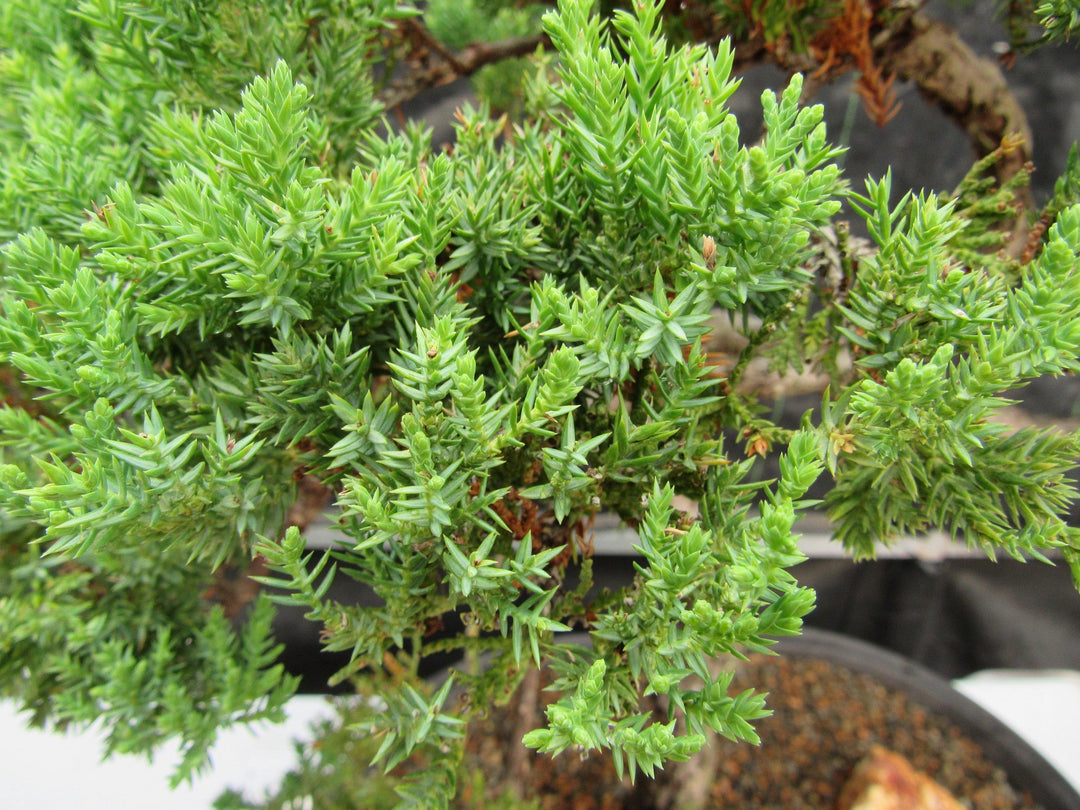 44 Year Old Wind Swept Juniper Specimen Bonsai Tree Foliage
