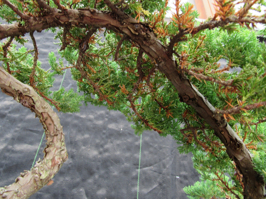44 Year Old Wind Swept Juniper Specimen Bonsai Tree Bark