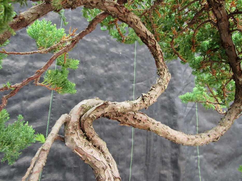 44 Year Old Wind Swept Juniper Specimen Bonsai Tree Twin Trunk
