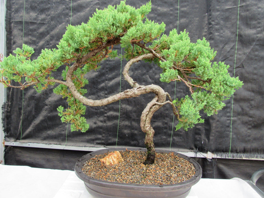 44 Year Old Wind Swept Juniper Specimen Bonsai Tree Back