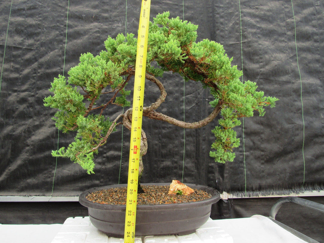 44 Year Old Wind Swept Juniper Specimen Bonsai Tree Height
