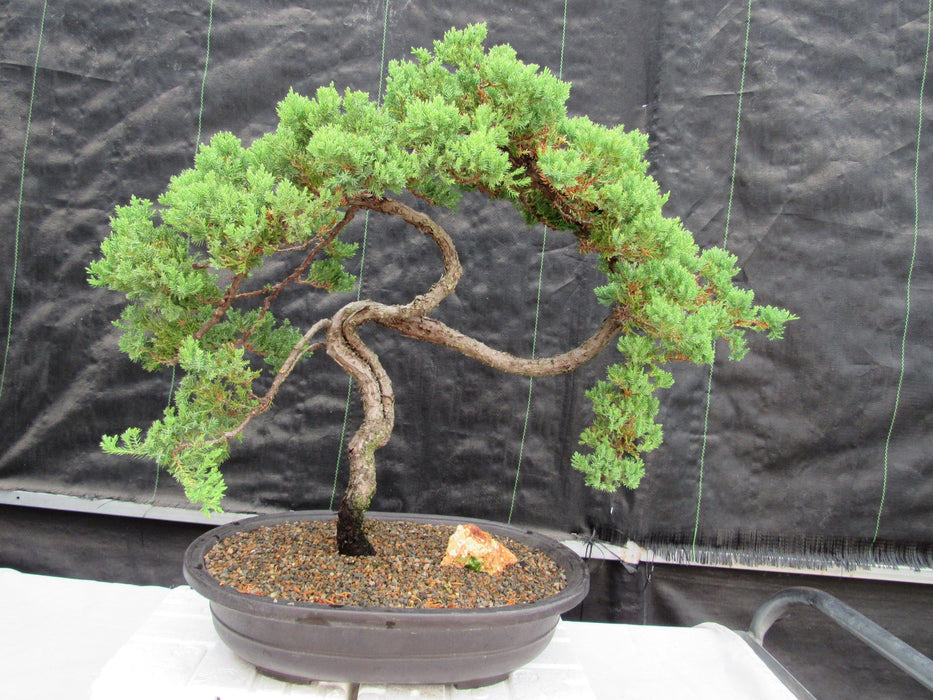 windswept bonsai trees 44 Year Old Wind Swept Juniper Specimen Bonsai Tree