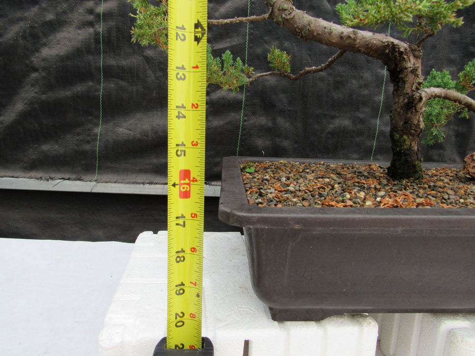 45 Year Old Fish Hook Juniper Specimen Bonsai Tree Tall