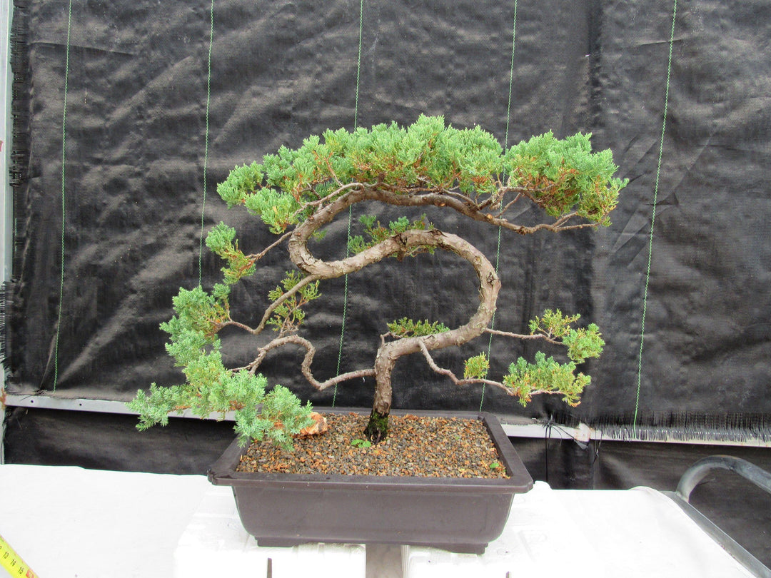 45 Year Old Fish Hook Juniper Specimen Bonsai Tree Back