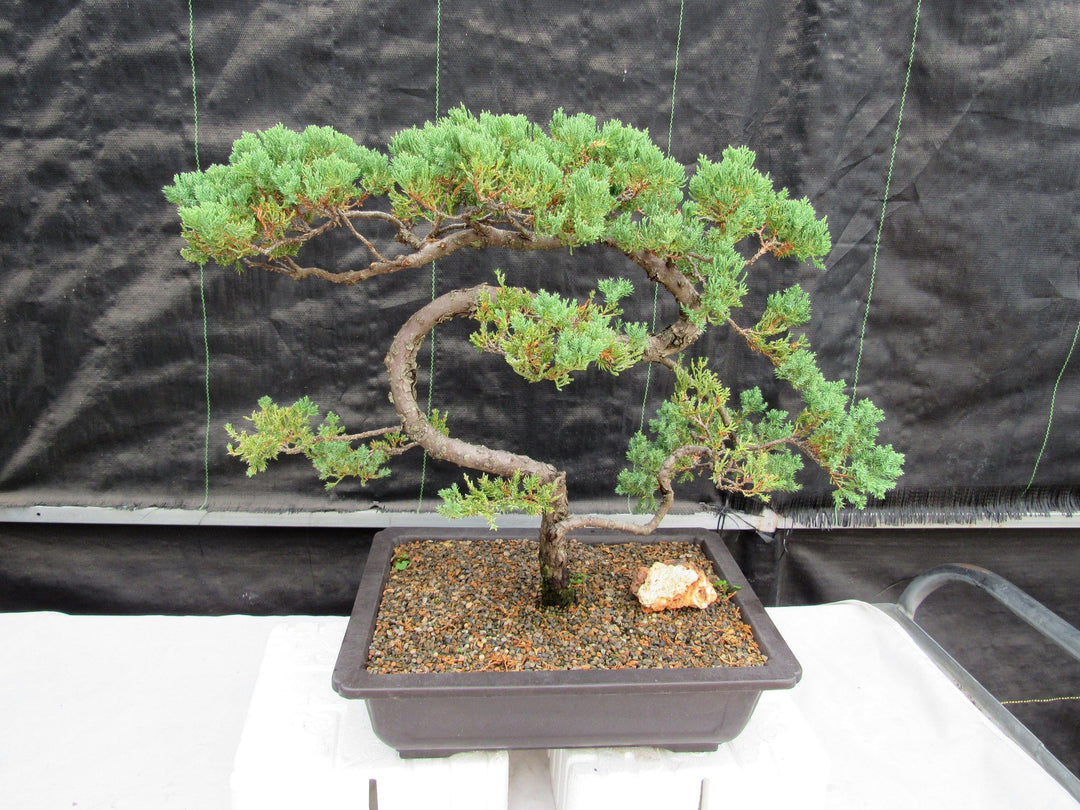 45 Year Old Fish Hook Juniper Specimen Bonsai Tree Profile