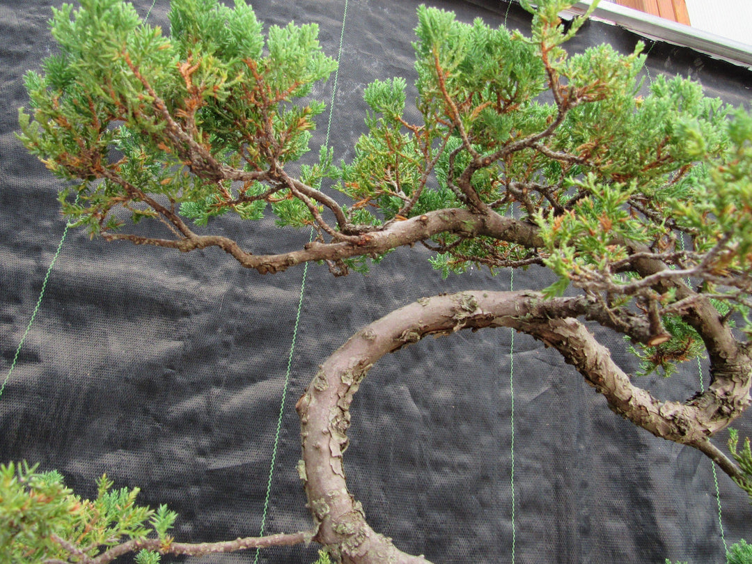 45 Year Old Fish Hook Juniper Specimen Bonsai Tree Up