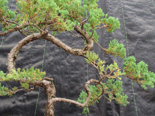 juniper bonsai tree outdoor 45 Year Old Fish Hook Juniper Specimen Bonsai Tree