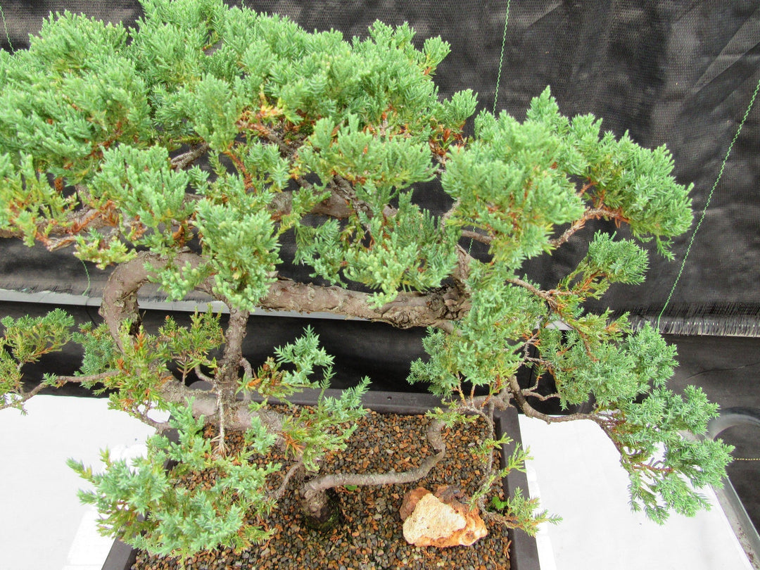 45 Year Old Fish Hook Juniper Specimen Bonsai Tree Foliage