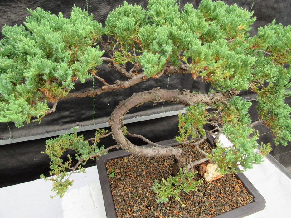 45 Year Old Fish Hook Juniper Specimen Bonsai Tree Canopy