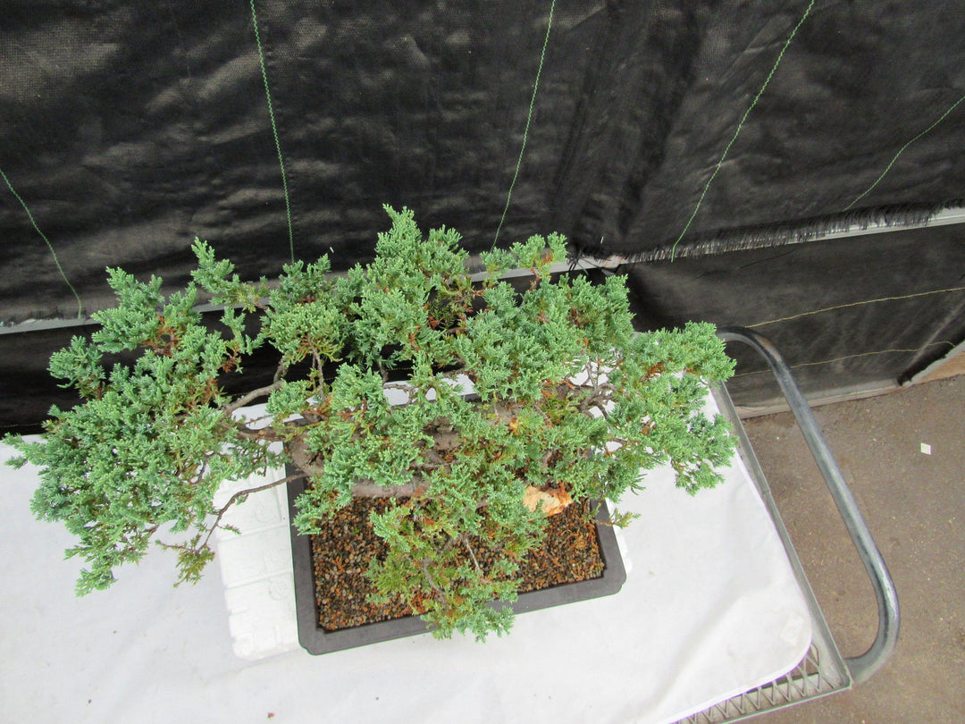45 Year Old Fish Hook Juniper Specimen Bonsai Tree Top