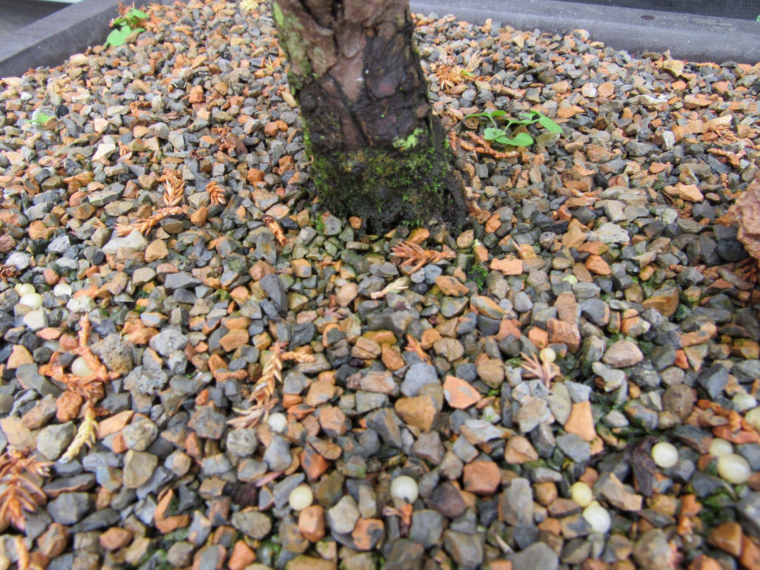 45 Year Old Fish Hook Juniper Specimen Bonsai Tree Trunk