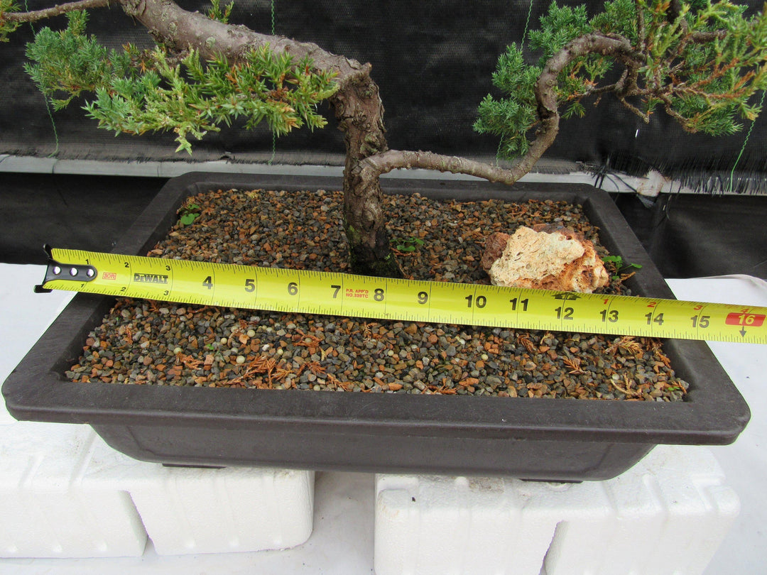 45 Year Old Fish Hook Juniper Specimen Bonsai Tree Size