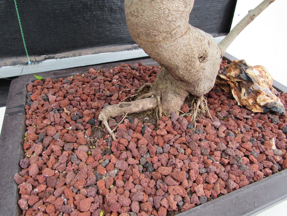 45 Year Old Flowering Ligustrum Specimen Curved Trunk Bonsai Tree