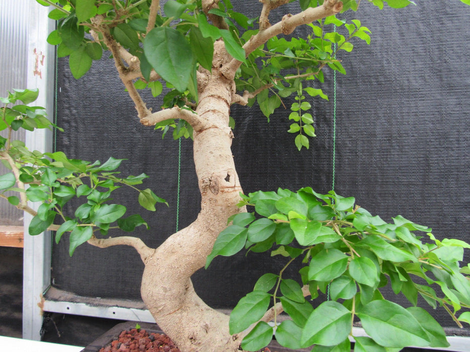 45 Year Old Flowering Ligustrum Specimen Curved Trunk Bonsai Tree