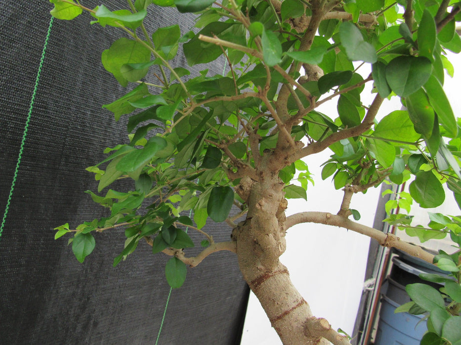 45 Year Old Flowering Ligustrum Specimen Curved Trunk Bonsai Tree