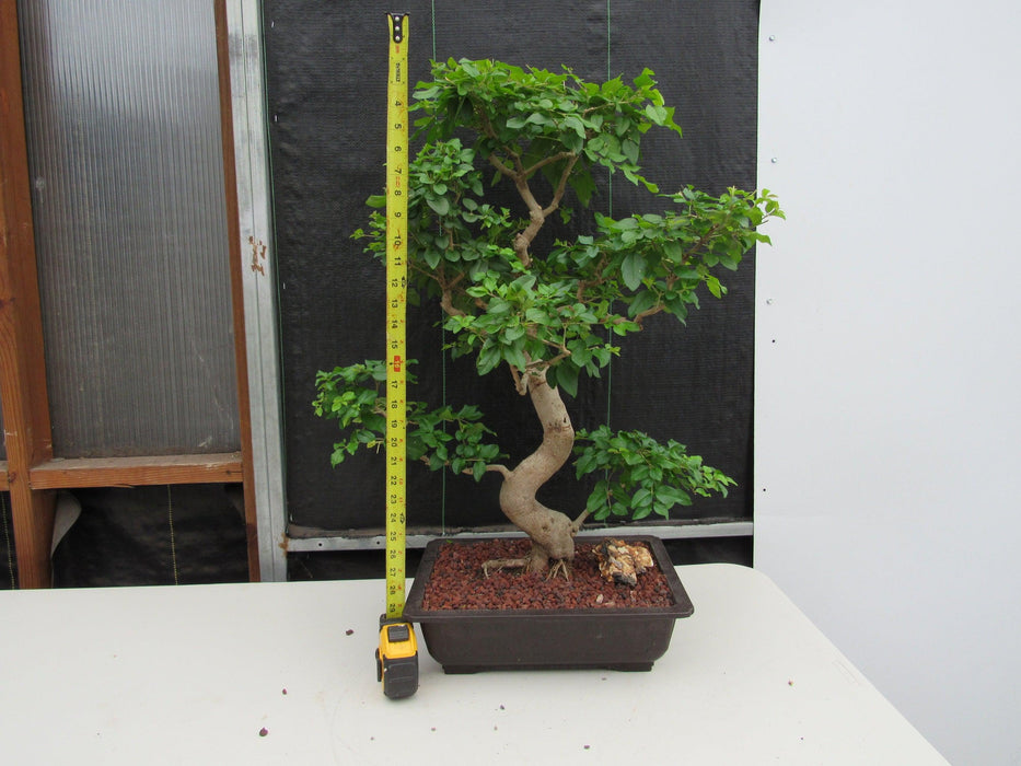 45 Year Old Flowering Ligustrum Specimen Curved Trunk Bonsai Tree