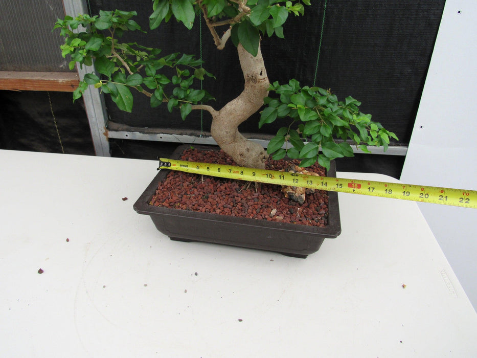 45 Year Old Flowering Ligustrum Specimen Curved Trunk Bonsai Tree