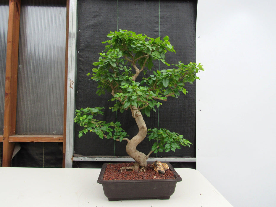 45 Year Old Flowering Ligustrum Specimen Curved Trunk Bonsai Tree Profile