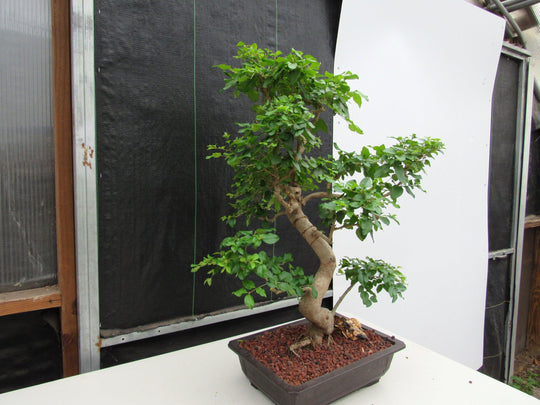 bonsai tree trunk soft 45 Year Old Flowering Ligustrum Specimen Curved Trunk Bonsai Tree