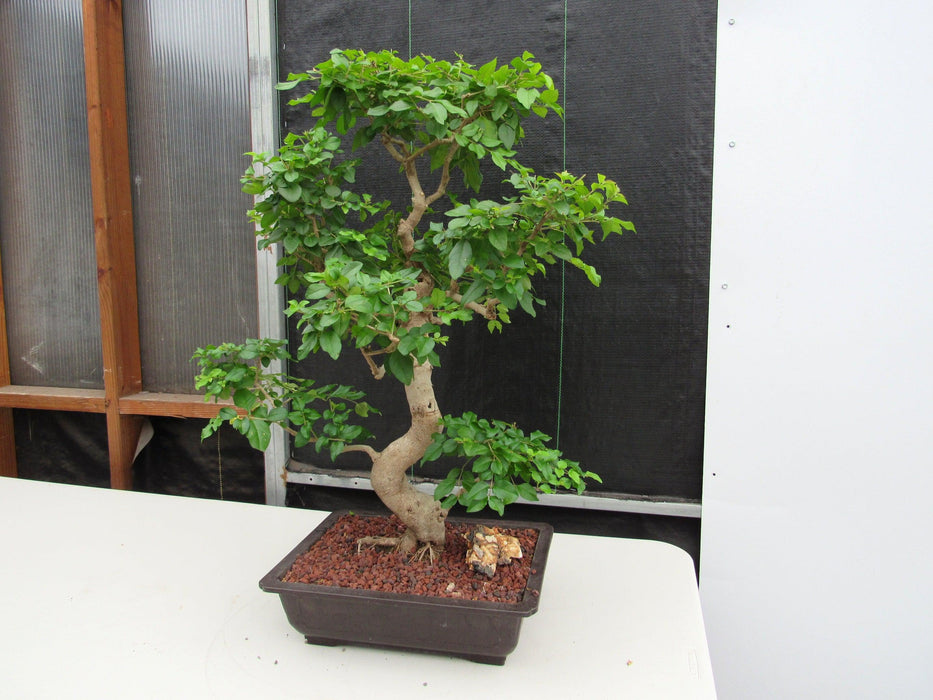 45 Year Old Flowering Ligustrum Specimen Curved Trunk Bonsai Tree Strong Side