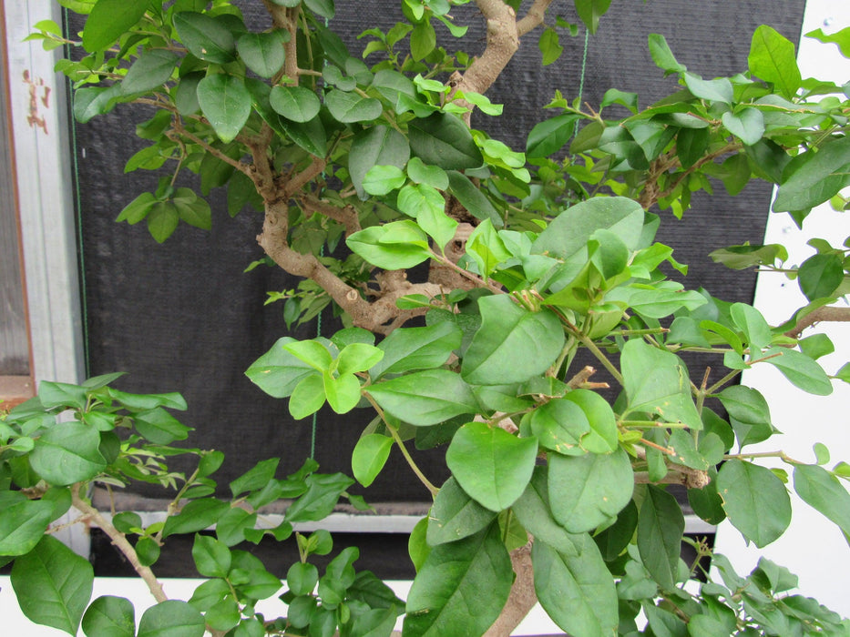 45 Year Old Flowering Ligustrum Specimen Curved Trunk Bonsai Tree Foliage